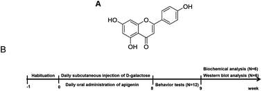 Graphical abstract: Apigenin exhibits protective effects in a mouse model of d-galactose-induced aging via activating the Nrf2 pathway