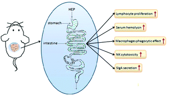 Graphical abstract: Immunomodulatory effects of Hericium erinaceus derived polysaccharides are mediated by intestinal immunology