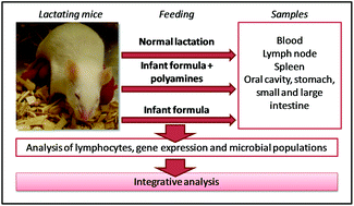 Graphical abstract: Mice exposed to infant formula enriched with polyamines: impact on host transcriptome and microbiome
