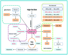 Graphical abstract: A 1H-NMR based metabolomics study of the intervention effect of mangiferin on hyperlipidemia hamsters induced by a high-fat diet