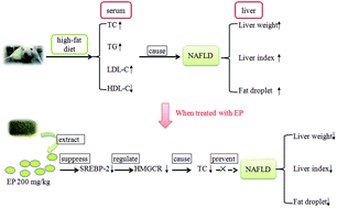 Graphical abstract: Sulfated polysaccharides from Enteromorpha prolifera suppress SREBP-2 and HMG-CoA reductase expression and attenuate non-alcoholic fatty liver disease induced by a high-fat diet