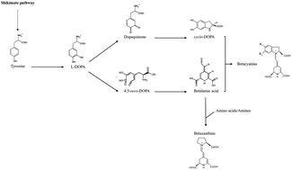 Graphical abstract: Coloring attributes of betalains: a key emphasis on stability and future applications