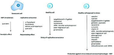 Graphical abstract: Effects of bioactive compounds on senescence and components of senescence associated secretory phenotypes in vitro