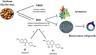 Graphical abstract: The role of soybean extracts and isoflavones in hormone-dependent breast cancer: aromatase activity and biological effects