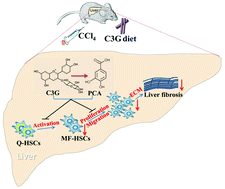 Graphical abstract: Cyanidin-3-O-β-glucoside combined with its metabolite protocatechuic acid attenuated the activation of mice hepatic stellate cells