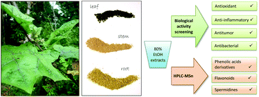 Graphical abstract: Non-edible parts of Solanum stramoniifolium Jacq. – a new potent source of bioactive extracts rich in phenolic compounds for functional foods