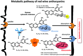 Graphical abstract: Pharmacokinetics of table and Port red wine anthocyanins: a crossover trial in healthy men