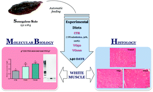 Graphical abstract: Total substitution of dietary fish oil by vegetable oils stimulates muscle hypertrophic growth in Senegalese sole and the upregulation of fgf6