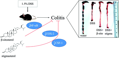 Graphical abstract: β-Sitosterol and stigmasterol ameliorate dextran sulfate sodium-induced colitis in mice fed a high fat Western-style diet