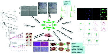 Graphical abstract: Anticancer effects of ginsenoside Rk3 on non-small cell lung cancer cells: in vitro and in vivo