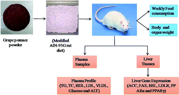 Graphical abstract: Impact of grape pomace consumption on the blood lipid profile and liver genes associated with lipid metabolism of young rats