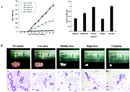 Graphical abstract: Anti-tumor bioactivities of curcumin on mice loaded with gastric carcinoma