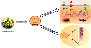 Graphical abstract: Exploring the immunomodulatory and anticancer properties of zerumbone
