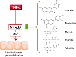 Graphical abstract: Anthocyanins inhibit tumor necrosis alpha-induced loss of Caco-2 cell barrier integrity