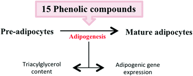 Graphical abstract: Screening of potential anti-adipogenic effects of phenolic compounds showing different chemical structure in 3T3-L1 preadipocytes