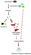 Graphical abstract: Plasma metabolite abundances are associated with urinary enterolactone excretion in healthy participants on controlled diets