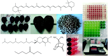 Graphical abstract: Bioactivity and chemical characterization of Opuntia macrorhiza Engelm. seed oil: potential food and pharmaceutical applications