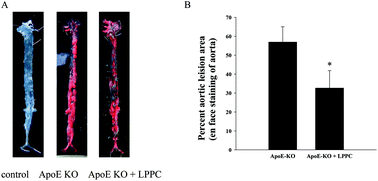 Graphical abstract: Procyanidins extracted from the litchi pericarp ameliorate atherosclerosis in ApoE knockout mice: their effects on nitric oxide bioavailability and oxidative stress