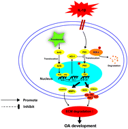 Graphical abstract: Piceatannol inhibits the IL-1β-induced inflammatory response in human osteoarthritic chondrocytes and ameliorates osteoarthritis in mice by activating Nrf2