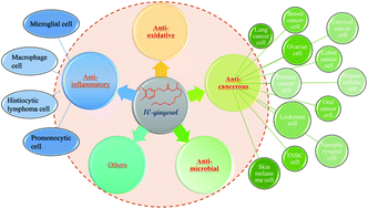 Graphical abstract: Cross-talk between 10-gingerol and its anti-cancerous potential: a recent update