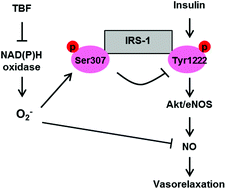 Graphical abstract: Antihypertensive effects of Tartary buckwheat flavonoids by improvement of vascular insulin sensitivity in spontaneously hypertensive rats