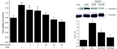 Graphical abstract: Differential expression of microRNAs contributed to the health efficacy of EGCG in in vitro subarachnoid hemorrhage model