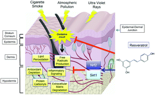 Graphical abstract: Resveratrol: from diet to topical usage