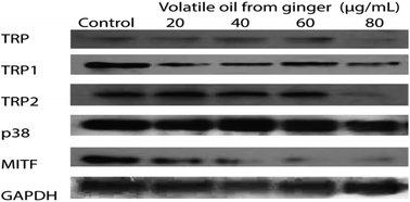 Graphical abstract: Effects of volatile oil from ginger on the murine B16 melanoma cells and its mechanism