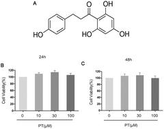 Graphical abstract: The protective effect of phloretin in osteoarthritis: an in vitro and in vivo study