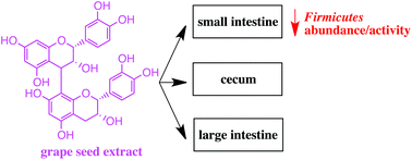 Graphical abstract: Alterations to metabolically active bacteria in the mucosa of the small intestine predict anti-obesity and anti-diabetic activities of grape seed extract in mice