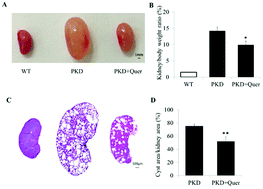 Graphical abstract: Quercetin inhibits renal cyst growth in vitro and via parenteral injection in a polycystic kidney disease mouse model