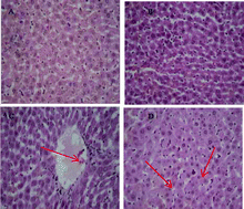 Graphical abstract: Vitamin C protects piglet liver against zearalenone-induced oxidative stress by modulating expression of nuclear receptors PXR and CAR and their target genes