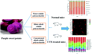 Graphical abstract: Effects of polysaccharides from purple sweet potatoes on immune response and gut microbiota composition in normal and cyclophosphamide treated mice