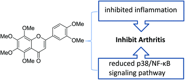 Graphical abstract: Effect of nobiletin on the MAPK/NF-κB signaling pathway in the synovial membrane of rats with arthritis induced by collagen