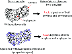 Graphical abstract: Interactions of flavonoids with α-amylase and starch slowing down its digestion