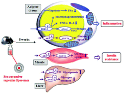 Graphical abstract: Sea cucumber saponin liposomes ameliorate obesity-induced inflammation and insulin resistance in high-fat-diet-fed mice