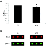 Graphical abstract: Chronic consumption of a western diet modifies the DNA methylation profile in the frontal cortex of mice