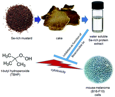 Graphical abstract: Bioaccessible selenium sourced from Se-rich mustard cake facilitates protection from TBHP induced cytotoxicity in melanoma cells