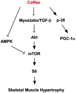 Graphical abstract: Coffee consumption promotes skeletal muscle hypertrophy and myoblast differentiation