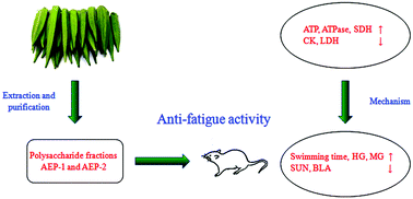 Graphical abstract: Purification, characterization and anti-fatigue activity of polysaccharide fractions from okra (Abelmoschus esculentus (L.) Moench)