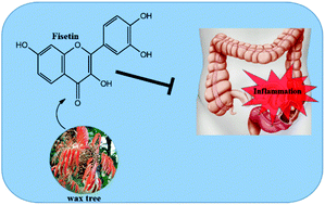 Graphical abstract: Effect of fisetin supplementation on inflammatory factors and matrix metalloproteinase enzymes in colorectal cancer patients