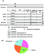 Graphical abstract: Flammulina velutipes polysaccharides improve scopolamine-induced learning and memory impairment in mice by modulating gut microbiota composition