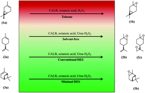 Graphical abstract: Development of a lipase-mediated epoxidation process for monoterpenes in choline chloride-based deep eutectic solvents