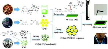 Graphical abstract: Biological phytic acid as a multifunctional curing agent for elastomers: towards skin-touchable and flame retardant electronic sensors