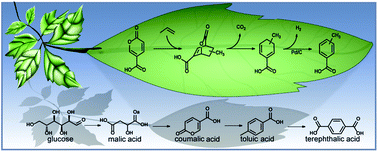 Graphical abstract: The formation of p-toluic acid from coumalic acid: a reaction network analysis