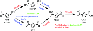 Graphical abstract: The continuous oxidation of HMF to FDCA and the immobilisation and stabilisation of periplasmic aldehyde oxidase (PaoABC)
