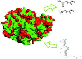 Graphical abstract: Reverse engineering: transaminase biocatalyst development using ancestral sequence reconstruction