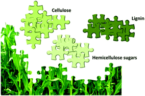 Graphical abstract: Effective fractionation of lignocellulose in herbaceous biomass and hardwood using a mild acetone organosolv process