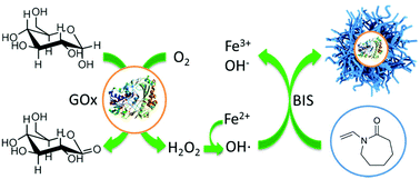 Graphical abstract: Enzymatic synthesis of temperature-responsive poly(N-vinylcaprolactam) microgels with glucose oxidase