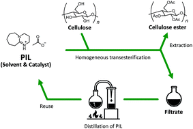 Graphical abstract: Cellulose-dissolving protic ionic liquids as low cost catalysts for direct transesterification reactions of cellulose